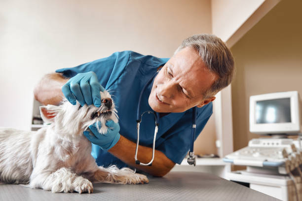 Best Emergency Root Canal Treatment in Park River, ND